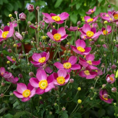 'Pretty Lady Susan' - Japanese Anemone - Anemone hybrid