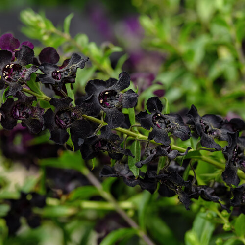 AngelFlare™ Black - Summer Snapdragon - Angelonia angustifolia