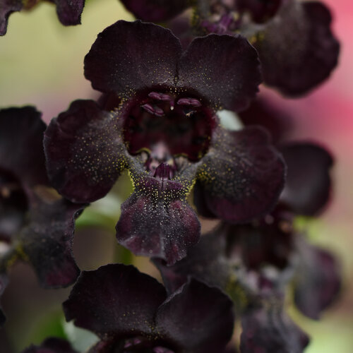 angelonia_angelflare_black_bloom_bloom_1.jpg