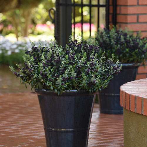 angelonia_angelflare_black_container_container.jpg