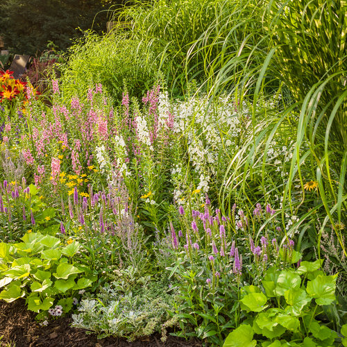 Magic Show® 'Enchanted Indigo' - Spike Speedwell - Veronica hybrid ...