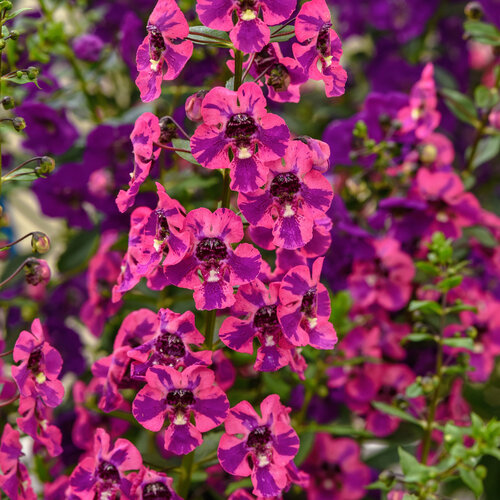 Guardian Angel™ Berry Sparkler - Summer Snapdragon - Angelonia angustifolia