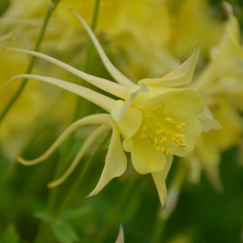 Songbird 'Goldfinch' - Columbine - Aquilegia hybrid