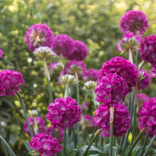 Dreameria® Dream Weaver - Thrift, Sea Pinks - Armeria pseudarmeria