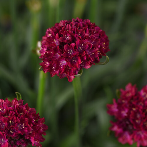 Dreameria® Hypnotic Dreams - Thrift, Sea Pinks - Armeria pseudarmeria