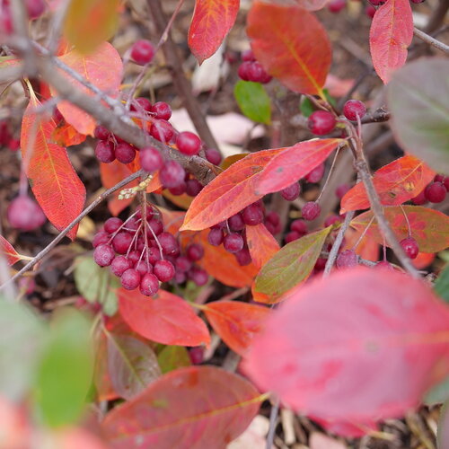 Berry Scape™ - Aronia arbutifolia