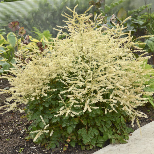 'Chantilly Lace' Goatsbeard Aruncus hybrid Proven