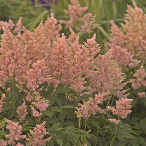 'Peach Blossom' - Japanese Astilbe - Astilbe japonica