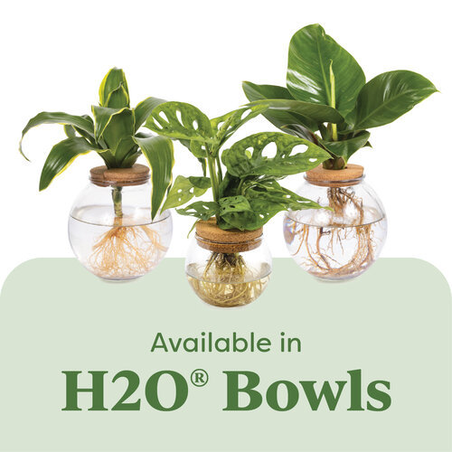 available_in_h2o_bowls_graphic.jpg