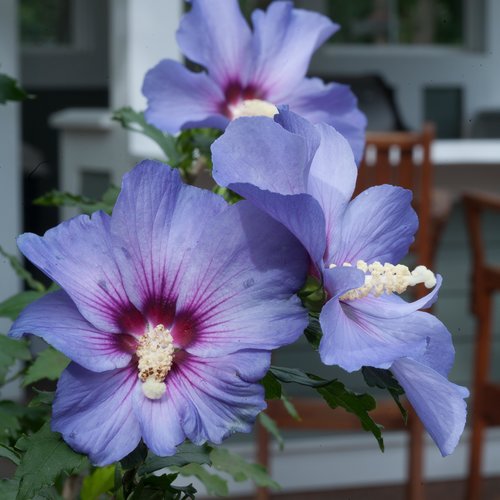 Azurri Blue Satin® - Rose of Sharon - Hibiscus syriacus
