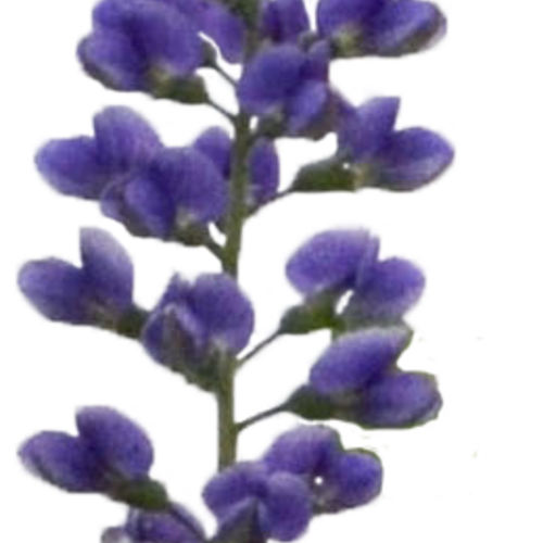 baptisia_blueberry_sundae_flower.png