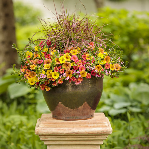 Graceful Grasses® 'Fireworks' - Variegated Red Fountain Grass ...