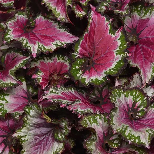 Jurassic Jr.™ Berry Swirl - Rex Begonia - Begonia rex