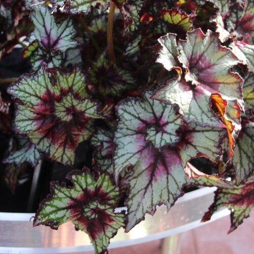 Curly™ Cherry Mint - Rex Begonia  - Begonia rex