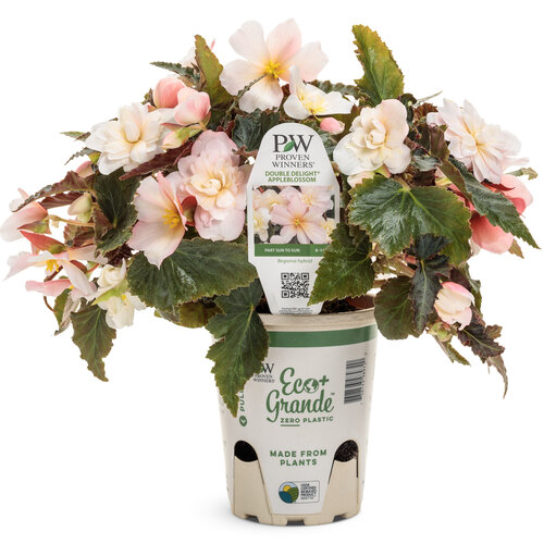 begonia_double_delight_appleblossom_grande_eco-pot.jpg