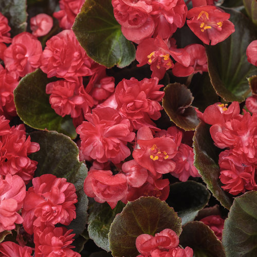 Double Up™ Red - Begonia semperflorens | Proven Winners