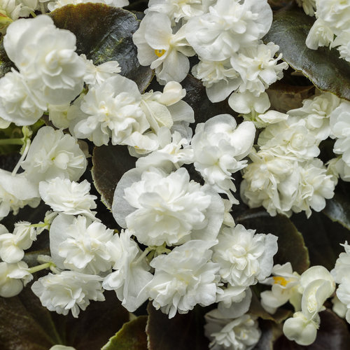 white begonia