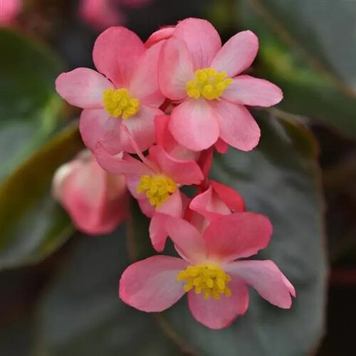 Dragon Wing® Pink Bronze Leaf - Interspecific Begonia - Begonia interspecific