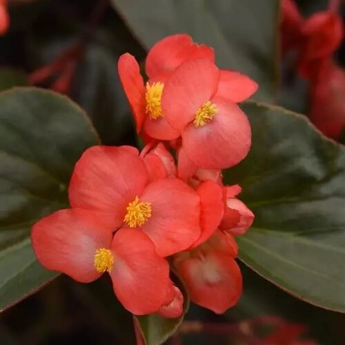 Dragon Wing® Red Bronze Leaf - Interspecific Begonia - Begonia interspecific