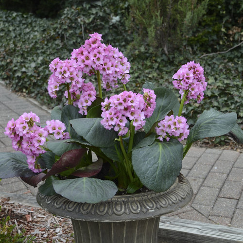 18 Winter Plants for Interest in the Coldest Months
