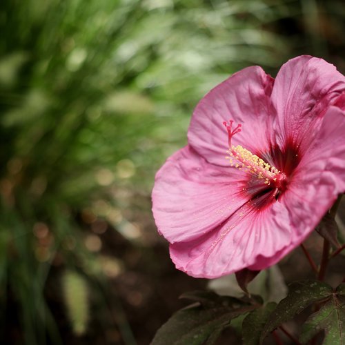 Summerific® 'Berry Awesome' - Rose Mallow - Hibiscus hybrid