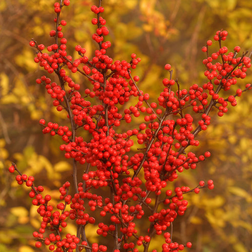 Next spring, plant a 'holiday berry patch' with white, red and purple  berries