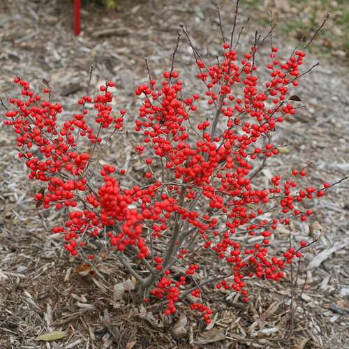 Berry Poppins® - Winterberry - Ilex Verticillata | Proven Winners