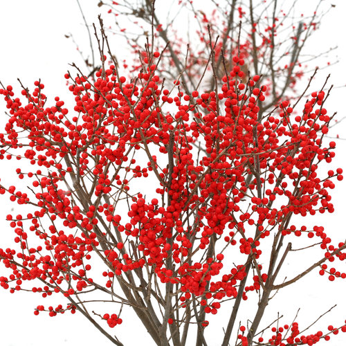 Winterberry 2-3 ft clump