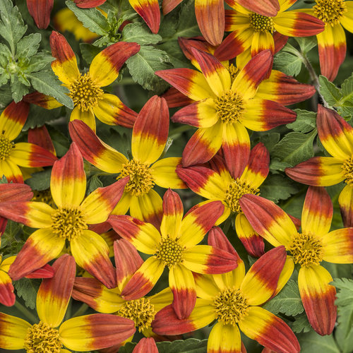 Campfire® Fireburst Bidens Hybrid Proven Winners