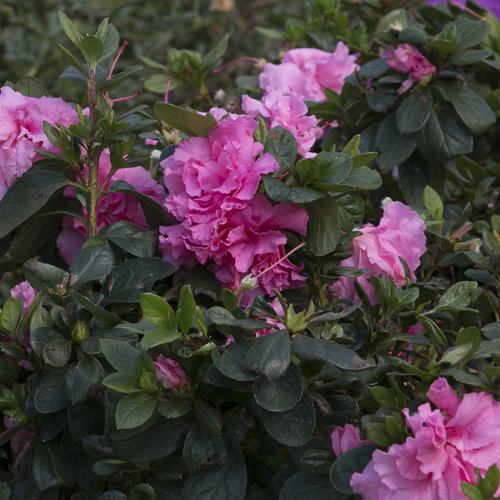 Bloom-A-Thon® Pink Double - Reblooming Azalea - Rhododendron x | Proven  Winners