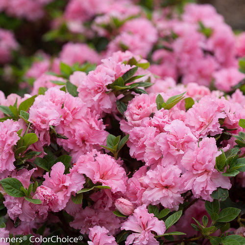 Bloom-A-Thon® Pink Double - Reblooming Azalea - Rhododendron x | Proven  Winners