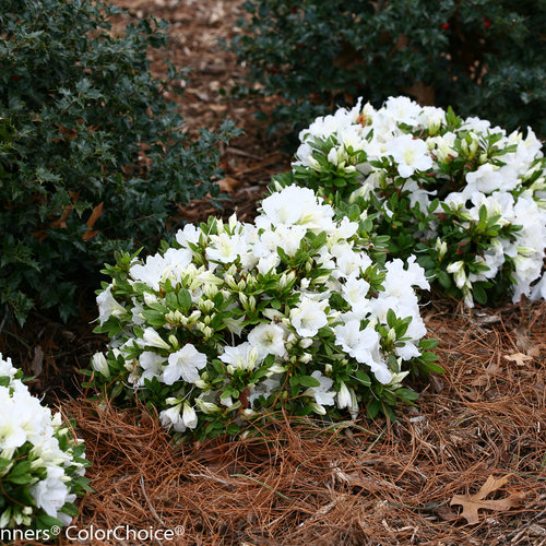 Bloom-A-Thon® - Reblooming Azalea Rhododendron Proven Winners