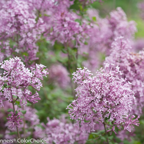 Lilac, Description, Major Species, Varieties, & Facts