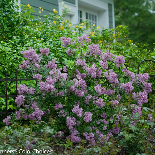 Should Your Lilac Plants Bloom Again In The Fall?