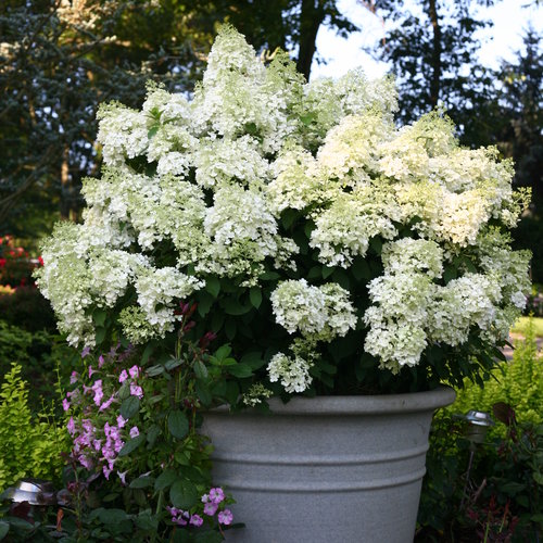 White Paniculata Hydrangea