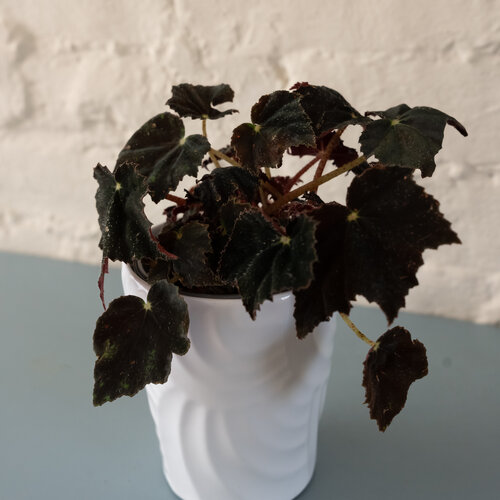 Bold Belles™ Black Velvet - Bower's Begonia - Begonia