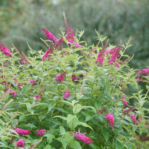 Miss Molly' Butterfly Bush (Buddleia) - 2 Gallon Potted Shrub