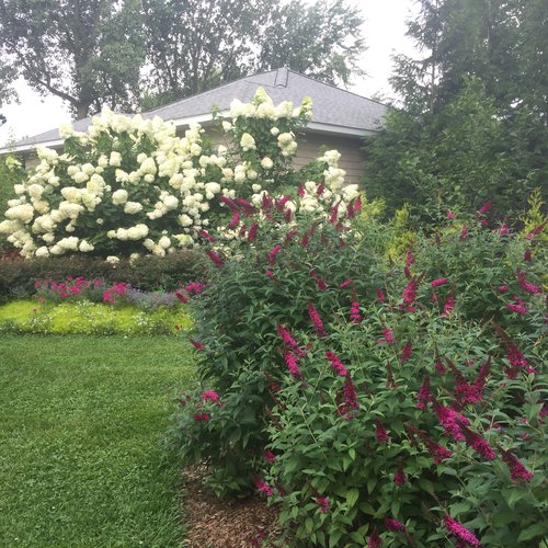 butterfly bush in landscaping