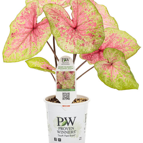 Heart to Heart™ 'Raspberry Moon' - Fancy Caladium - Caladium hortulanum ...