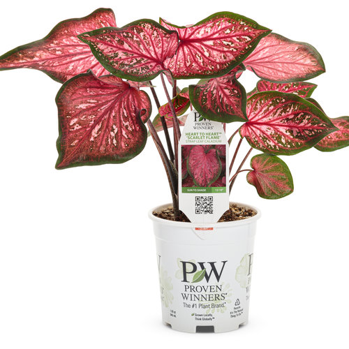 Heart to Heart™ 'Scarlet Flame' - Sun or Shade Caladium - Caladium ...