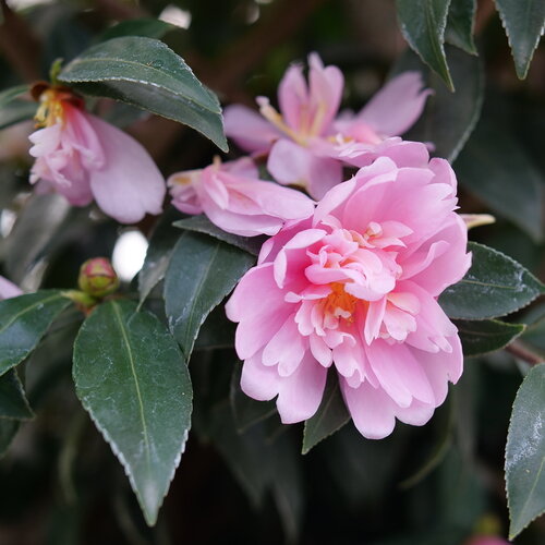 Just Chill® Double Pink - Camellia x