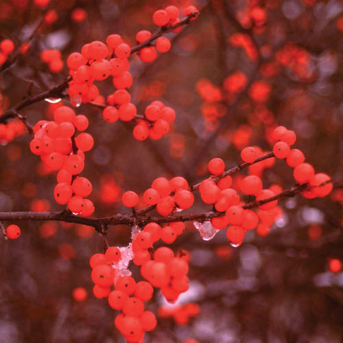  VOSAREA 10pcs Holly Berries Winter Berry Stems Berries