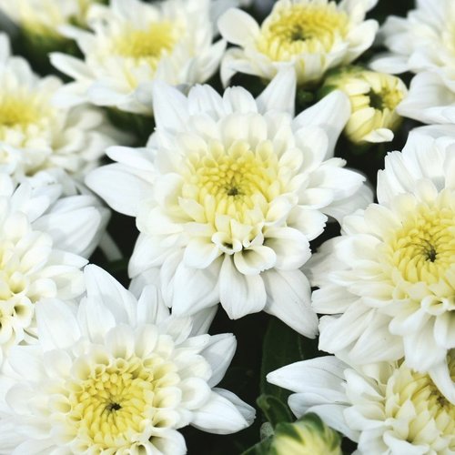 Chrysanthemum white deals