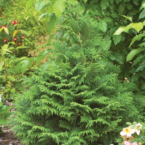 dwarf false cypress shrub