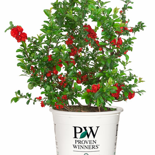 chenomeles_double_take_scarlet_branded_container.jpg