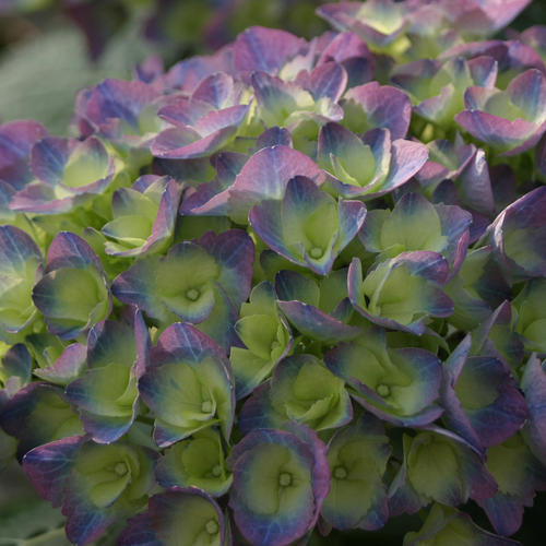 citylineriohydrangeabloom.jpg