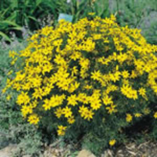 'Zagreb' - Threadleaf Coreopsis - Coreopsis verticillata