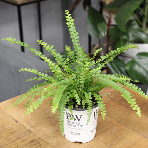 Living Lace® Cute as a Button™ - Button Fern - Nephrolepis cordifolia