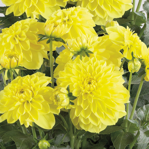 Dalina® Grande Sonora - Dahlia hybrid