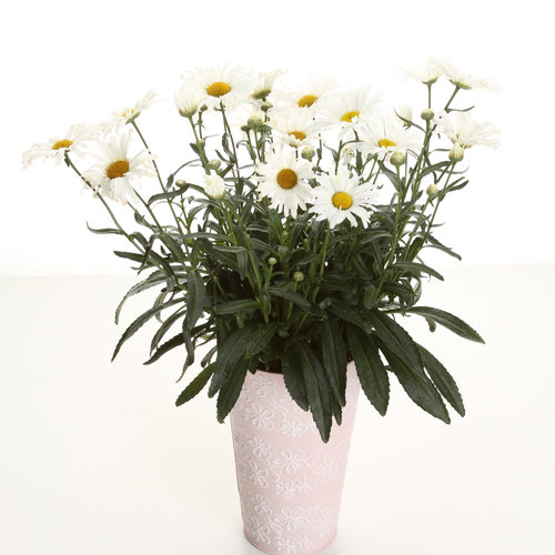 Leucanthemum AMAZING DAISIES® 'Spun Silk' - Garden Crossings